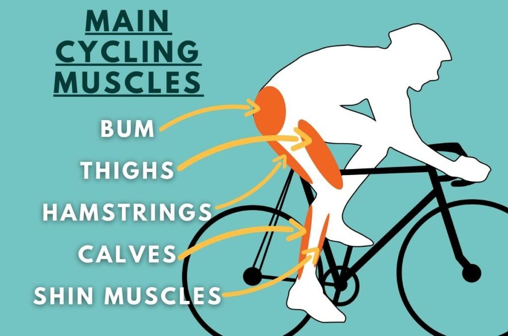 How Cycling Can Help Reduce Belly Fat